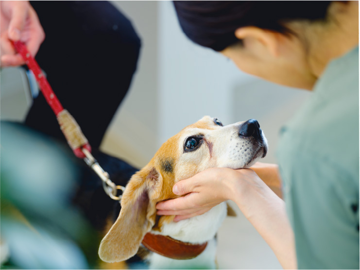 クォーク動物病院 名古屋 2025年9月9日開院予定